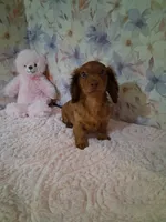Red long coat female , a female Miniature Dachshund for sale in Staunton, IL – 3 of 6