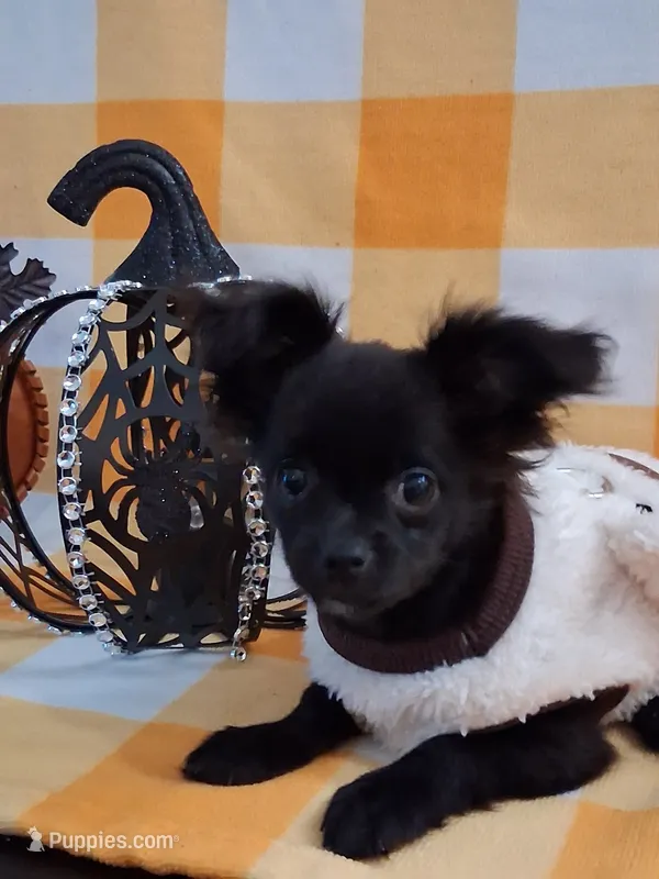 PENDING PICK UP ! Willow, a male Chihuahua for sale in Staunton, IL – 1 of 10