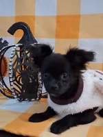 PENDING PICK UP ! Willow, a male Chihuahua for sale in Staunton, IL – 1 of 10