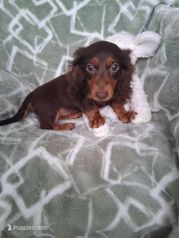 Baby girl #3 – Miniature Dachshund puppy for sale in Staunton, IL