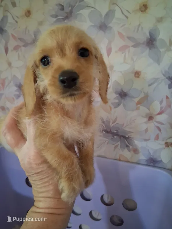 Soft wire girl #2 – Miniature Dachshund puppy for sale in Staunton, IL