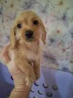 Soft wire girl #2, a female Miniature Dachshund for sale in Staunton, IL – 1 of 10