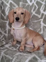 Smooth coat female , a female Miniature Dachshund for sale in Staunton, IL – 10 of 10
