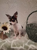 Rascal , a male Chihuahua for sale in Staunton, IL – 3 of 8