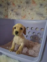 Soft wire girl #1, a female Miniature Dachshund for sale in Staunton, IL – 2 of 10
