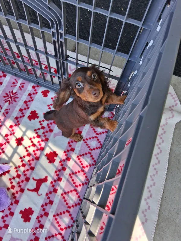 Baby girl #3 – Miniature Dachshund puppy for sale in Staunton, IL