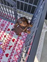 Baby girl #3, a female Miniature Dachshund for sale in Staunton, IL – 3 of 9