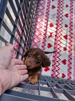 Baby girl #2, a female Miniature Dachshund for sale in Staunton, IL – 3 of 9