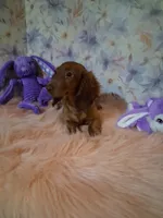 Red long coat , a female Miniature Dachshund for sale in Staunton, IL – 4 of 8