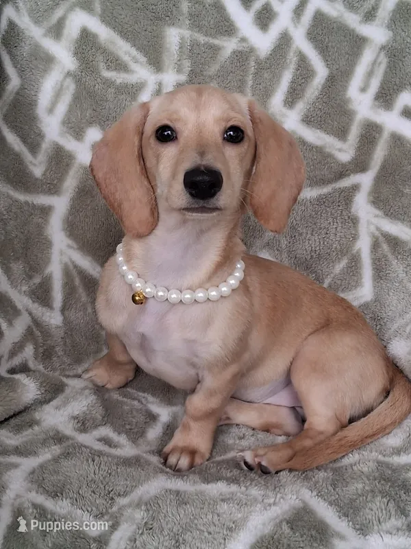 Smooth coat female  – Miniature Dachshund puppy for sale in Staunton, IL