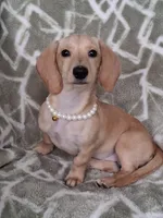 Smooth coat female , a female Miniature Dachshund for sale in Staunton, IL – 1 of 10
