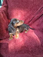 Chocolate long coat girl, a female Miniature Dachshund for sale in Staunton, IL – 6 of 8