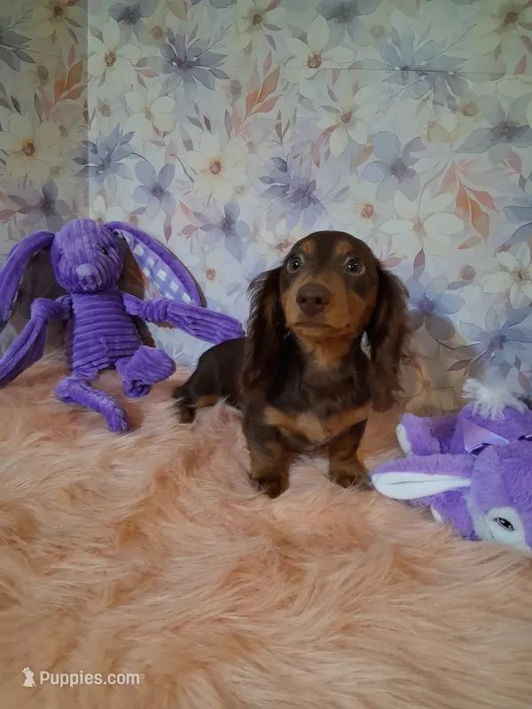 Chocolate long coat girl – Miniature Dachshund puppy for sale in Staunton, IL