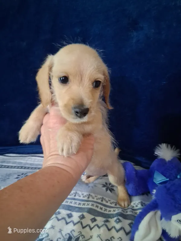 Soft wire boy #2 – Miniature Dachshund puppy for sale in Staunton, IL