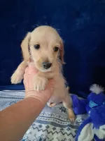 Soft wire boy #2, a male Miniature Dachshund for sale in Staunton, IL – 1 of 10