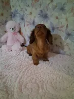 Red long coat female , a female Miniature Dachshund for sale in Staunton, IL – 6 of 6