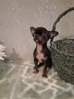 BUGSY (Bug for short ) , a male Chihuahua for sale in Staunton, IL – 5 of 10