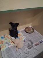 Baby boy #2, a male Chihuahua for sale in Staunton, IL – 4 of 5