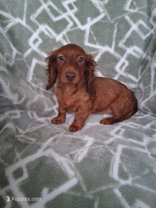 Baby girl #1  – Miniature Dachshund puppy for sale in Staunton, IL