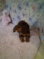 Chocolate and tan girl #1 , a female Miniature Dachshund for sale in Staunton, IL – 4 of 6