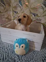 Soft wire boy #2, a male Miniature Dachshund for sale in Staunton, IL – 1 of 10