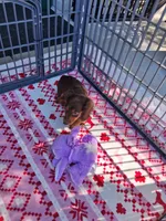 Baby girl #3, a female Miniature Dachshund for sale in Staunton, IL – 4 of 9