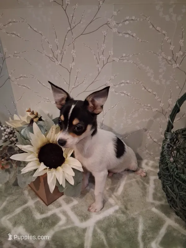 Rascal  – Chihuahua puppy for sale in Staunton, IL