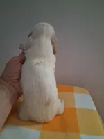 Boy #3 Long coat white with cream , a male Miniature Dachshund for sale in Staunton, IL – 6 of 7