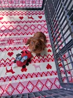 Baby girl #1 , a female Miniature Dachshund for sale in Staunton, IL – 7 of 9