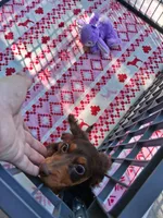 Baby girl #3, a female Miniature Dachshund for sale in Staunton, IL – 5 of 9