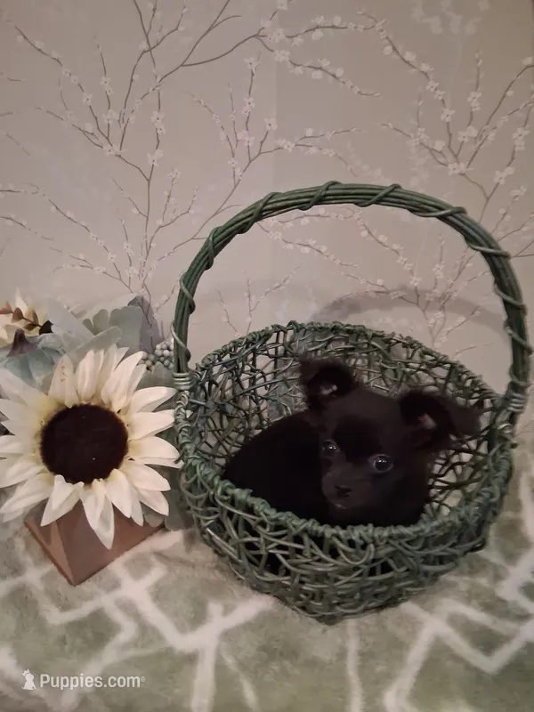Willow – Chihuahua puppy for sale in Staunton, IL