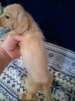 Soft wire boy #2, a male Miniature Dachshund for sale in Staunton, IL – 3 of 10