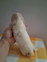 Boy #1 Long coat white with cream , a male Miniature Dachshund for sale in Staunton, IL – 4 of 7