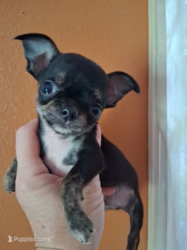 Baby boy #3 – Chihuahua puppy for sale in Staunton, IL