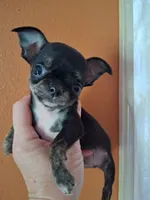 Baby boy #3, a male Chihuahua for sale in Staunton, IL – 1 of 7