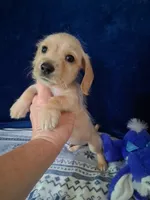 Soft wire boy #2, a male Miniature Dachshund for sale in Staunton, IL – 4 of 10