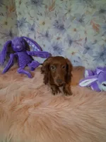 Red long coat , a female Miniature Dachshund for sale in Staunton, IL – 6 of 8