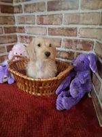 ON HOLD , a female Miniature Dachshund for sale in Staunton, IL – 3 of 10