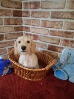 Back to school sale ! , a male Miniature Dachshund for sale in Staunton, IL – 3 of 9