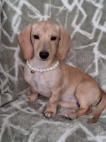 Smooth coat female , a female Miniature Dachshund for sale in Staunton, IL – 4 of 10