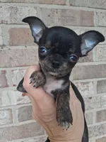 Baby boy #3, a male Chihuahua for sale in Staunton, IL – 3 of 7