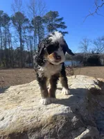 Sailor (light orange collar), a male Bernedoodle for sale in Metter, GA – Photo 5 of 6