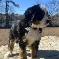 Princess (light pink collar), a female Bernedoodle for sale in Metter, GA – Photo 7 of 7