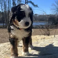 Princess (light pink collar), a female Bernedoodle for sale in Metter, GA – Photo 6 of 7