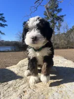 Crew (green collar), a male Bernedoodle for sale in Metter, GA – Photo 2 of 5