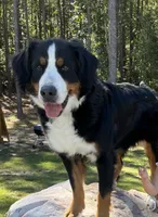 Crew (green collar), a male Bernedoodle for sale in Metter, GA – Photo 4 of 5