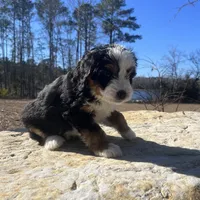 Coral (gold collar, female), a female Miniature Bernedoodle for sale in Metter, GA – Photo 5 of 5