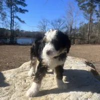Missy(blue collar), a female Bernedoodle for sale in Metter, GA – Photo 2 of 6