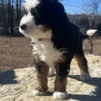 Princess (light pink collar), a female Bernedoodle for sale in Metter, GA – Photo 5 of 7