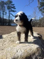 Sailor (light orange collar), a male Bernedoodle for sale in Metter, GA – Photo 1 of 6